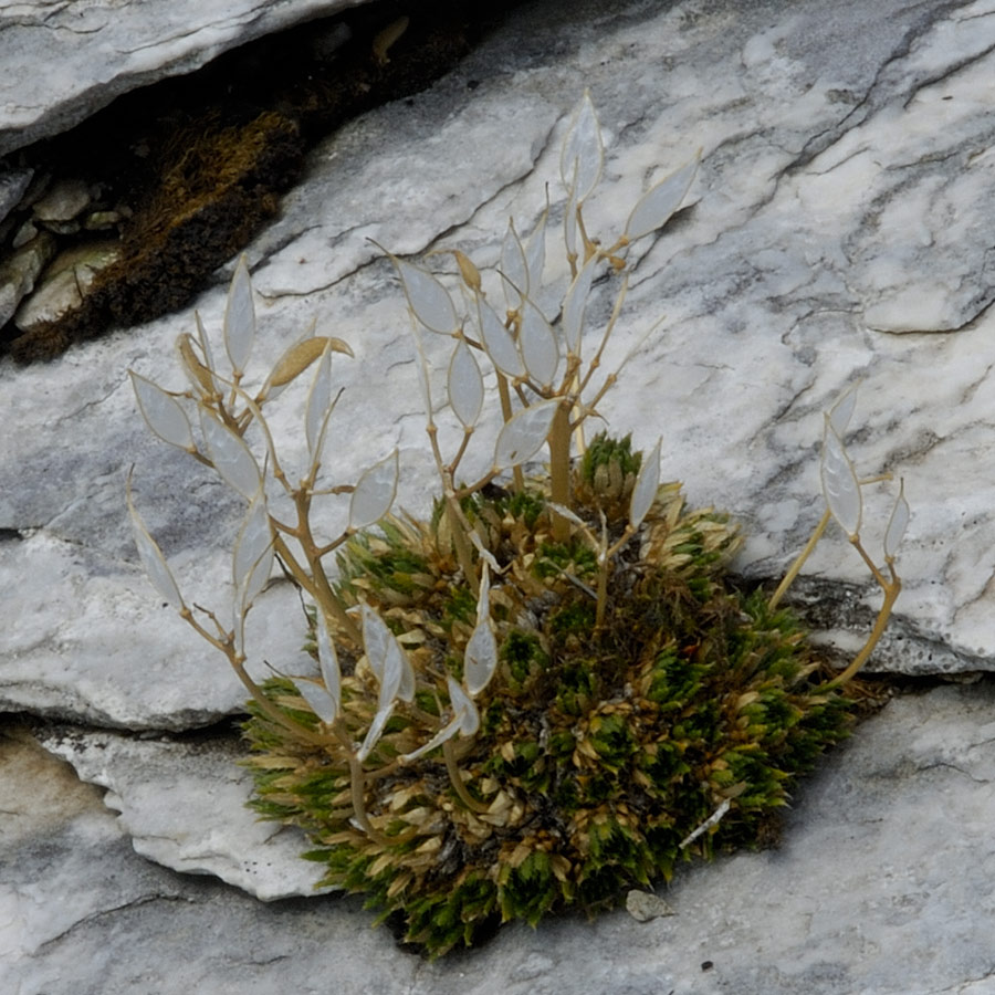 Draba aspera / Draba di Bertoloni